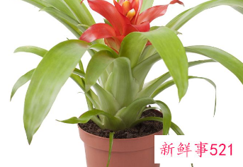 哪种花辟邪和招财