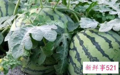 如何把西瓜变成花肥