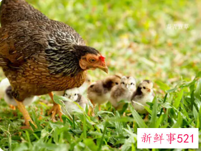 梦见母鸡吃小鸡是什么意思