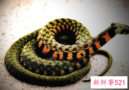 梦见蛇和蜥蜴是什么意思