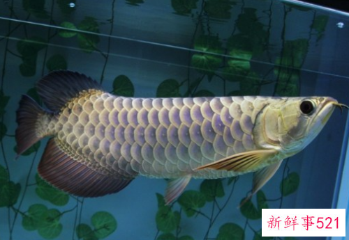 家里养什么鱼旺财运