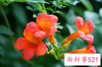 凌霄花小苗多久能开花