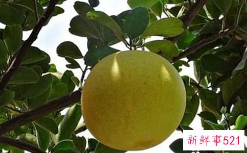 吃柚子能减肥吗