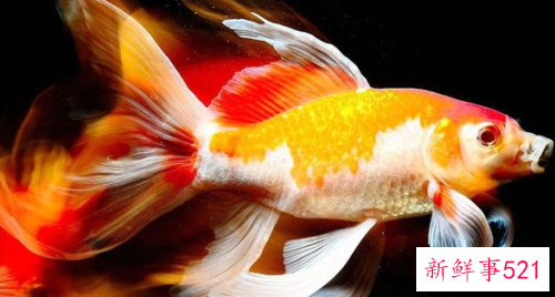 家里养什么鱼旺财运