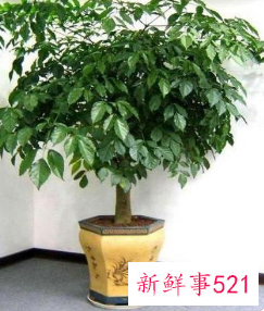 客厅旺财的绿植有哪几种