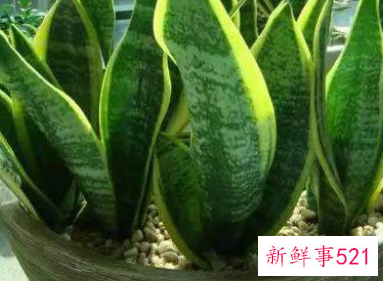 哪种花辟邪和招财