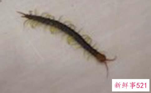 梦见蜈蚣的征兆