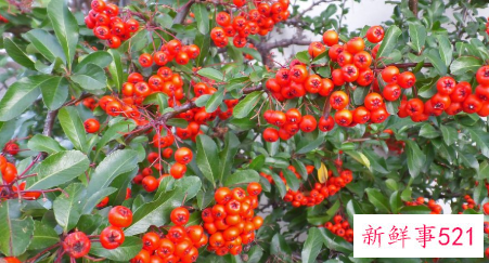 冬珊瑚的功效与作用