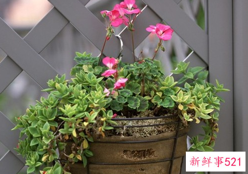 樱花吊兰怎么养护