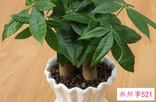 客厅放什么植物寓意好