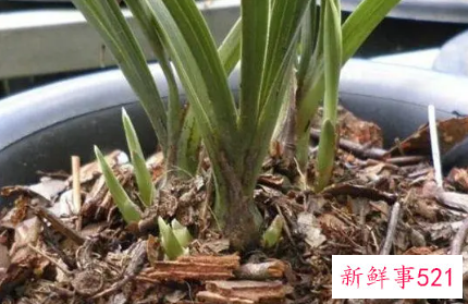 松树皮种兰花的方法