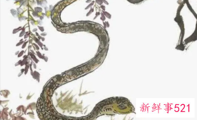 属蛇男放弃感情的表现