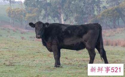 怀孕梦见黑牛是什么意思