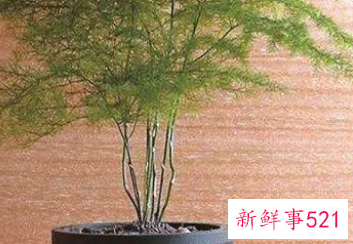 哪种花辟邪和招财