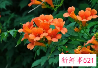 凌霄花小苗多久能开花