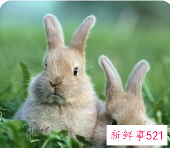 属兔女孩名字洋气