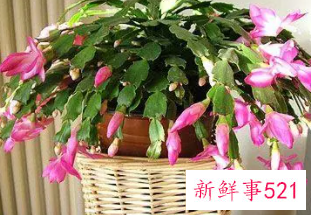 蟹爪兰的养殖方法