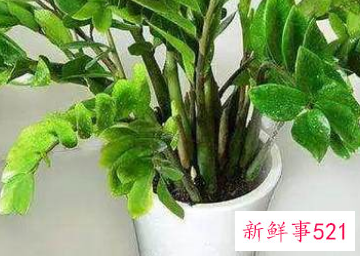 哪种花辟邪和招财