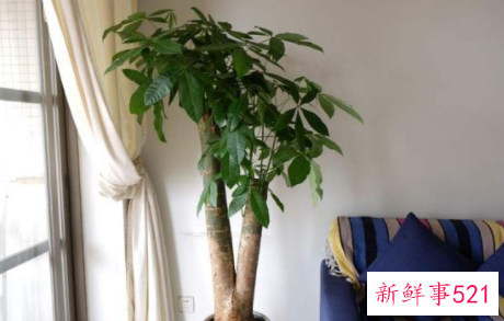 客厅放什么植物寓意好