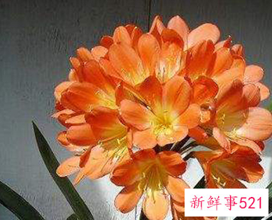 属龙的家里摆什么招财