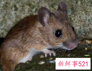 梦见老鼠咬我寓意