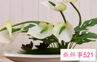 哪种花辟邪和招财