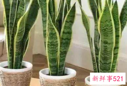 哪种花辟邪和招财