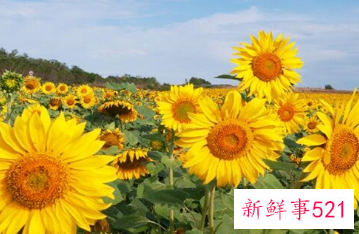 向日葵象征着什么意思