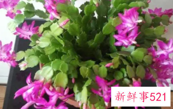 蟹爪兰的养殖方法