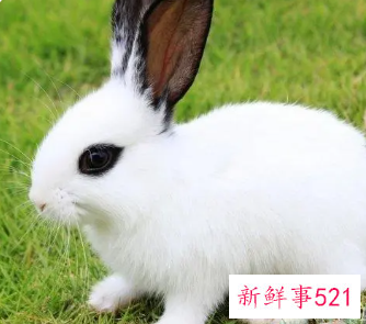 属兔女孩名字洋气