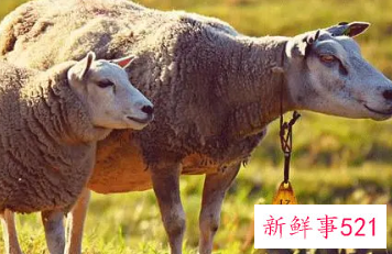 羊人微信名字四个字