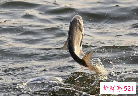 梦见鱼从水里跳起是什么意思