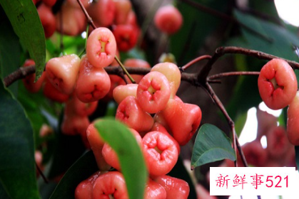 莲雾图片哪些部位不能吃图解