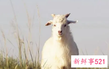 属羊人永远超旺的数字