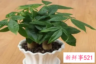 发财树风水知识