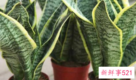 虎皮兰繁殖的方法