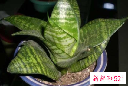 虎皮兰繁殖的方法