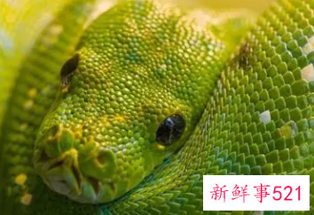 梦见蛇变成鱼是什么意思