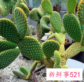 适合在楼顶种的耐高温植物