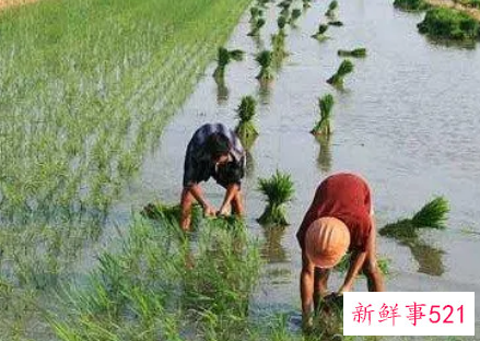 梦见勤劳有什么征兆