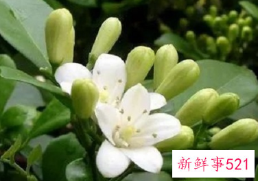 适合在楼顶种的耐高温植物