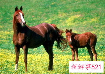 2022年马年财运怎么样