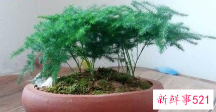 矮文竹和文竹怎么区别