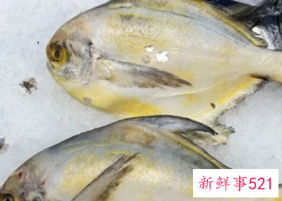 怀孕的人吃什么鱼好