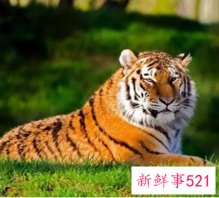 属虎的纹身纹什么旺财图片