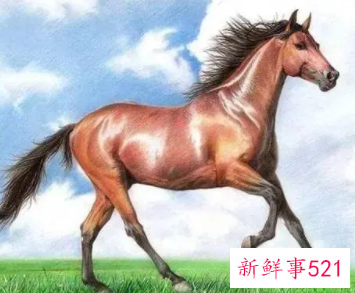 2022年马年财运怎么样