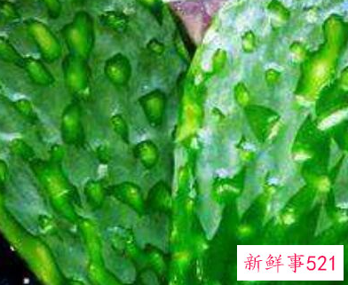 仙人掌果有哪些禁忌