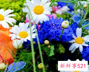 各种花的寓意及花语和象征