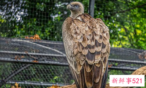 梦见秃鹰有什么征兆