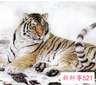 属虎的纹身纹什么旺财图片